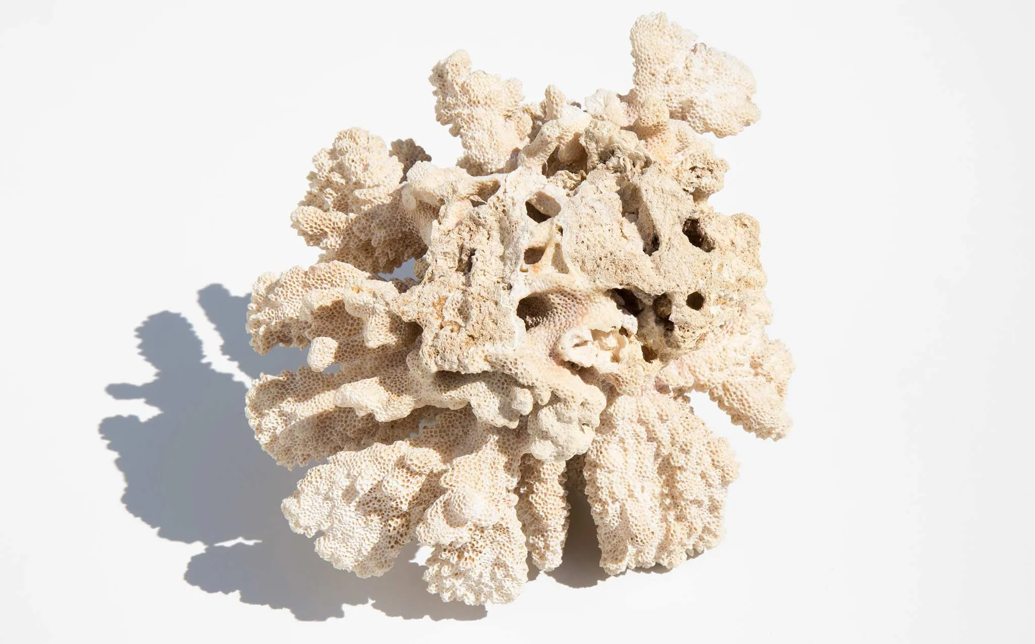 Branch Coral