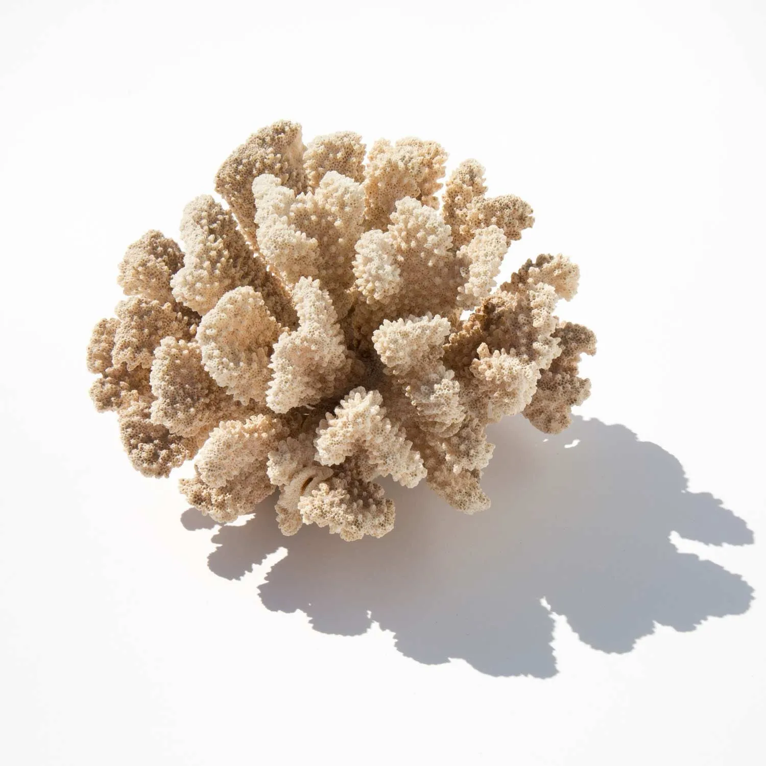 Branch Coral