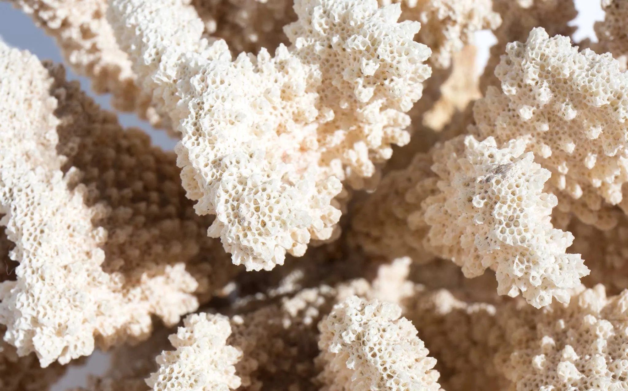 Branch Coral