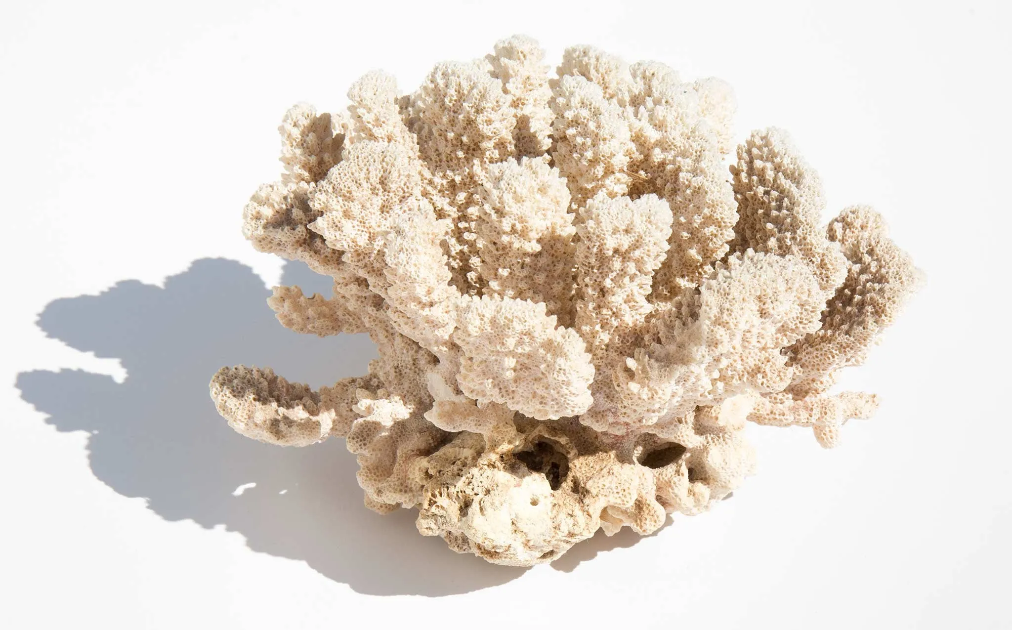 Branch Coral