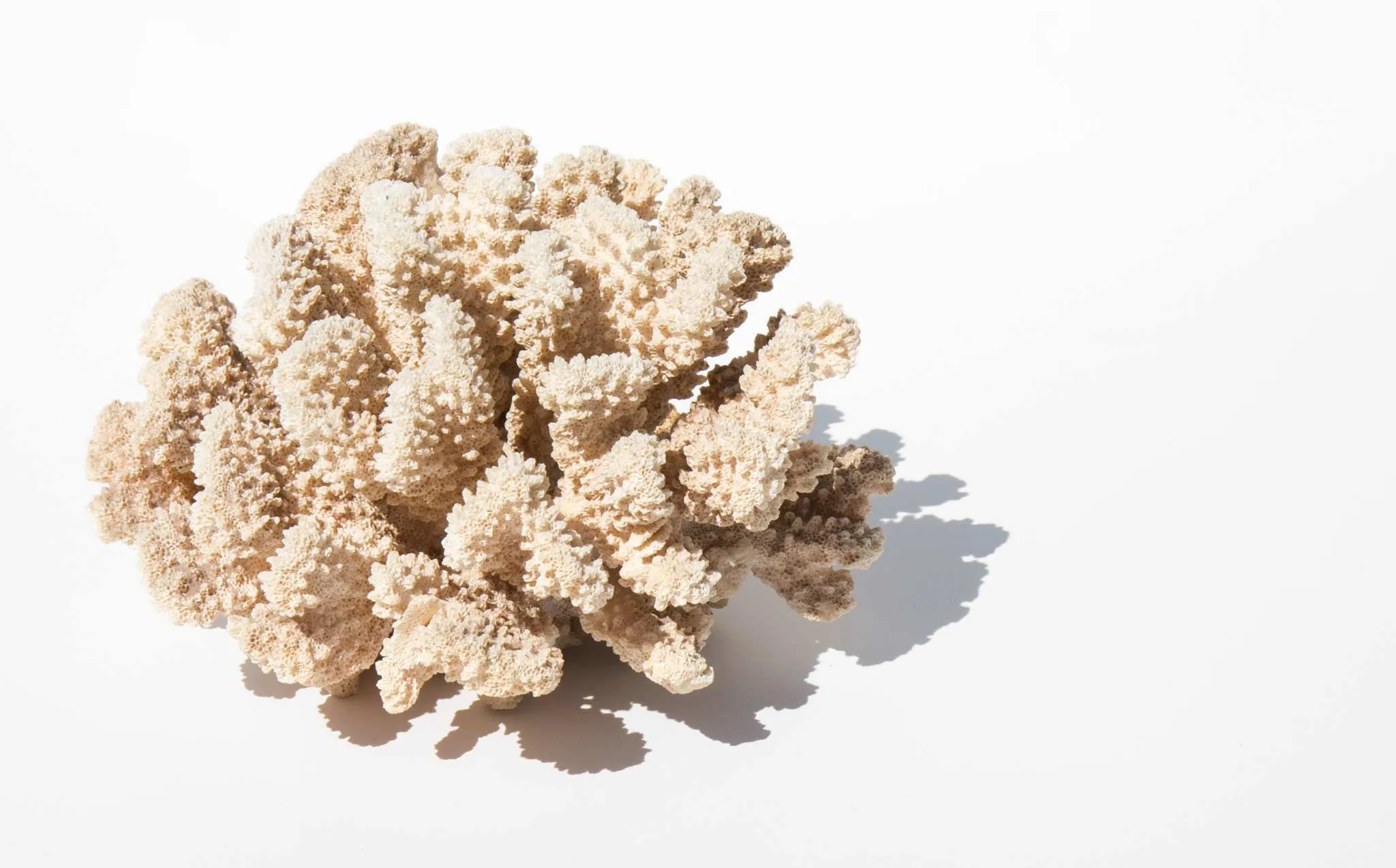 Branch Coral