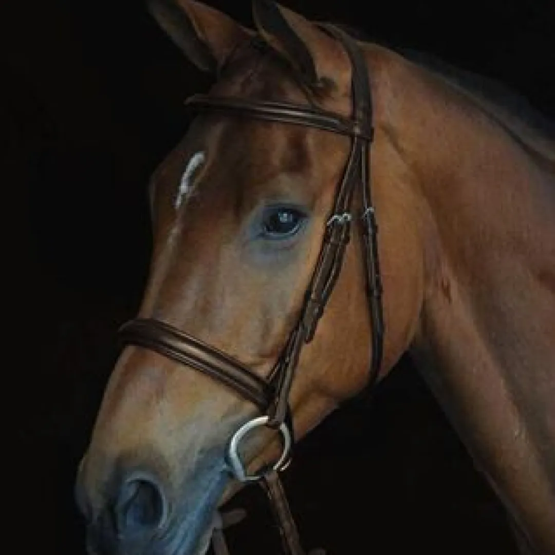 Collegiate Comfort Crown Padded Raised Cavesson Bridle