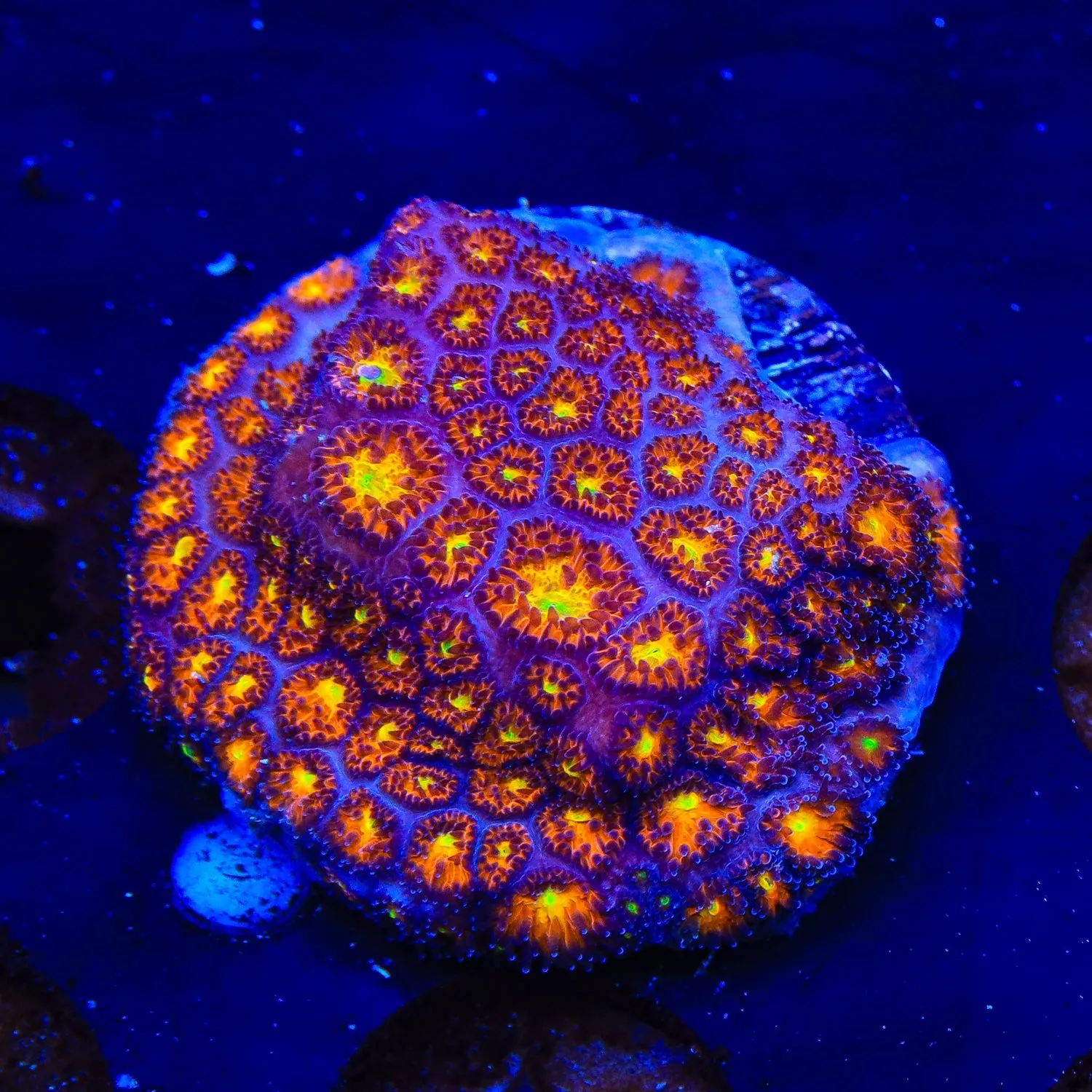 JF Spitfire Leptastrea Coral