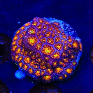 JF Spitfire Leptastrea Coral