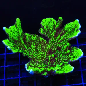 ORA Green Spongodes Montipora Coral