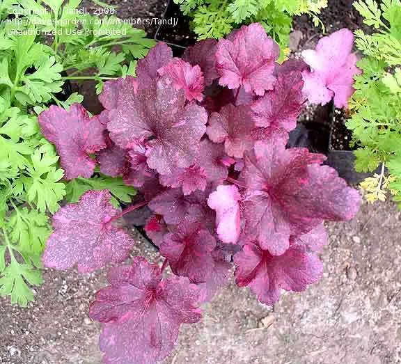 pot coral bells midnight rose