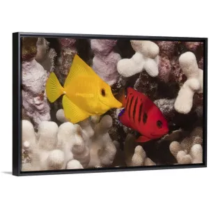 "A Yellow Tang and a Flame Angelfish on a tropical coral reef. Pacific Ocean" Black Float Frame Canvas Art