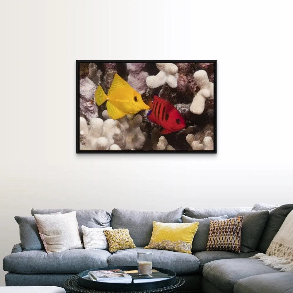 "A Yellow Tang and a Flame Angelfish on a tropical coral reef. Pacific Ocean" Black Float Frame Canvas Art