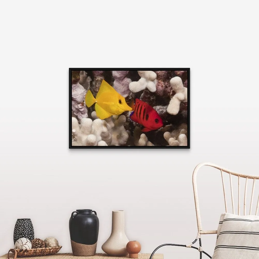 "A Yellow Tang and a Flame Angelfish on a tropical coral reef. Pacific Ocean" Black Float Frame Canvas Art