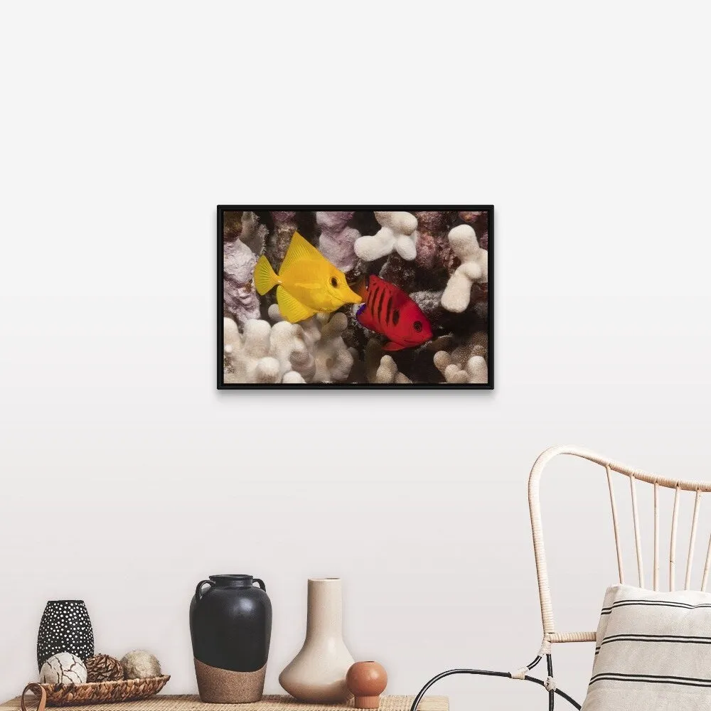 "A Yellow Tang and a Flame Angelfish on a tropical coral reef. Pacific Ocean" Black Float Frame Canvas Art