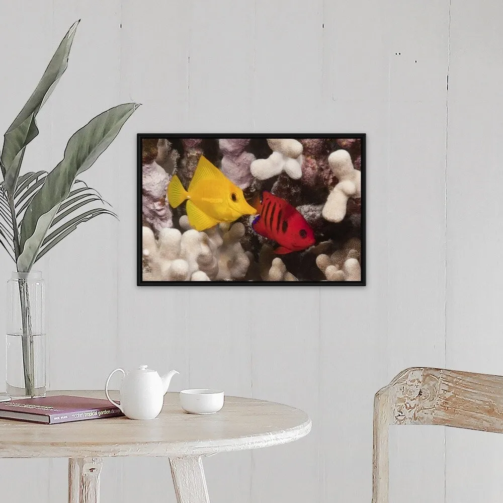 "A Yellow Tang and a Flame Angelfish on a tropical coral reef. Pacific Ocean" Black Float Frame Canvas Art