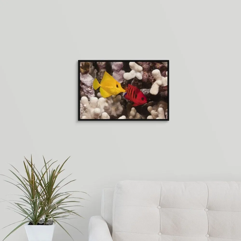 "A Yellow Tang and a Flame Angelfish on a tropical coral reef. Pacific Ocean" Black Float Frame Canvas Art