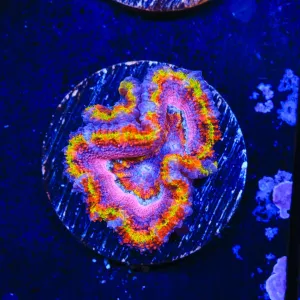 Rainbow Acan Coral JP
