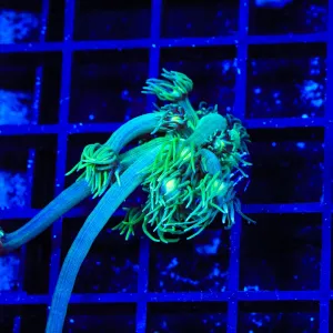 TSA Gladiator Field Goniopora Coral