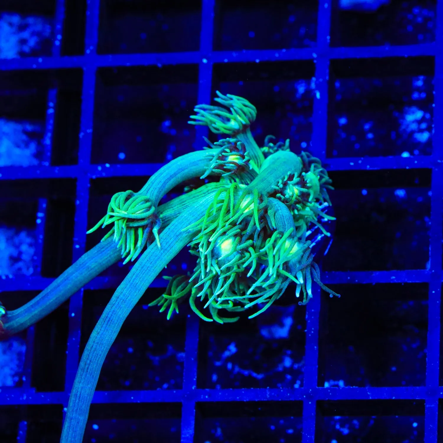 TSA Gladiator Field Goniopora Coral