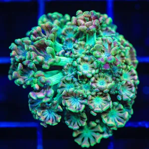 TSA Orangutan Alveopora Coral