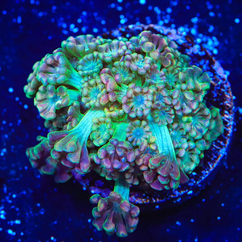TSA Orangutan Alveopora Coral