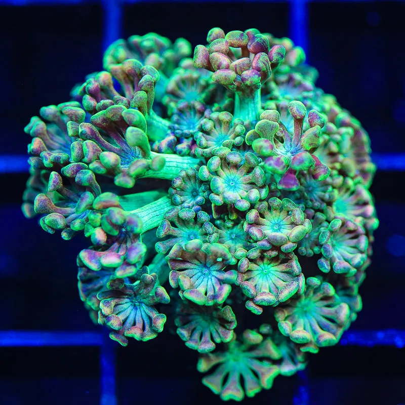 TSA Orangutan Alveopora Coral