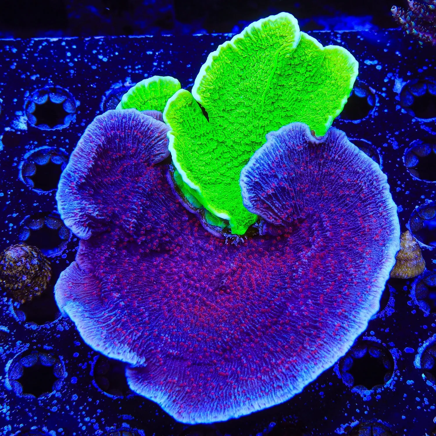 TSA Periwinkle Passion Combo Montipora Cap Coral Colony