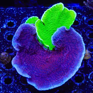 TSA Periwinkle Passion Combo Montipora Cap Coral Colony