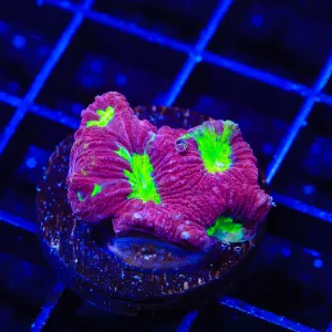 TSA Plasma Pool Favia Coral