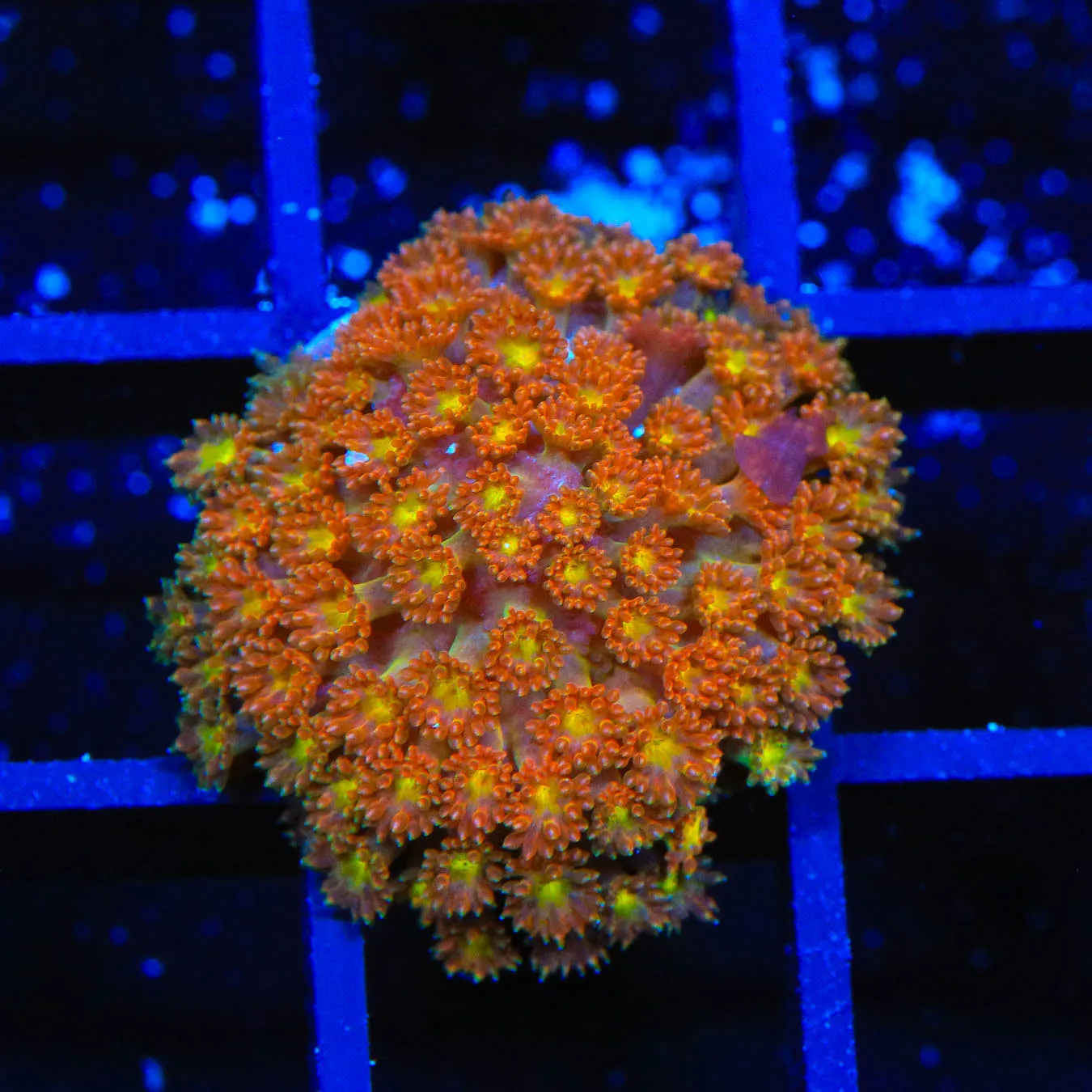 TSA Pumpkin Spice Goniopora Coral