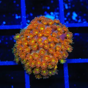 TSA Pumpkin Spice Goniopora Coral