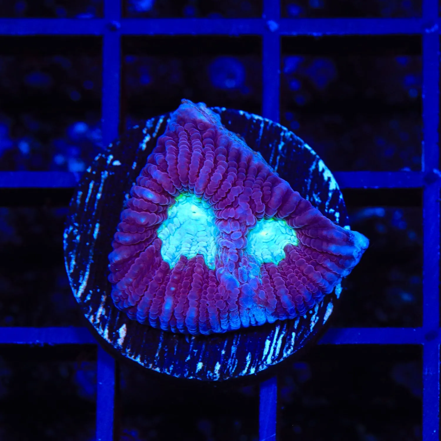 TSA Purple Ice Favia Coral