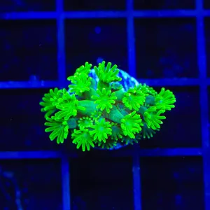 TSA Spearmint Alveopora Coral