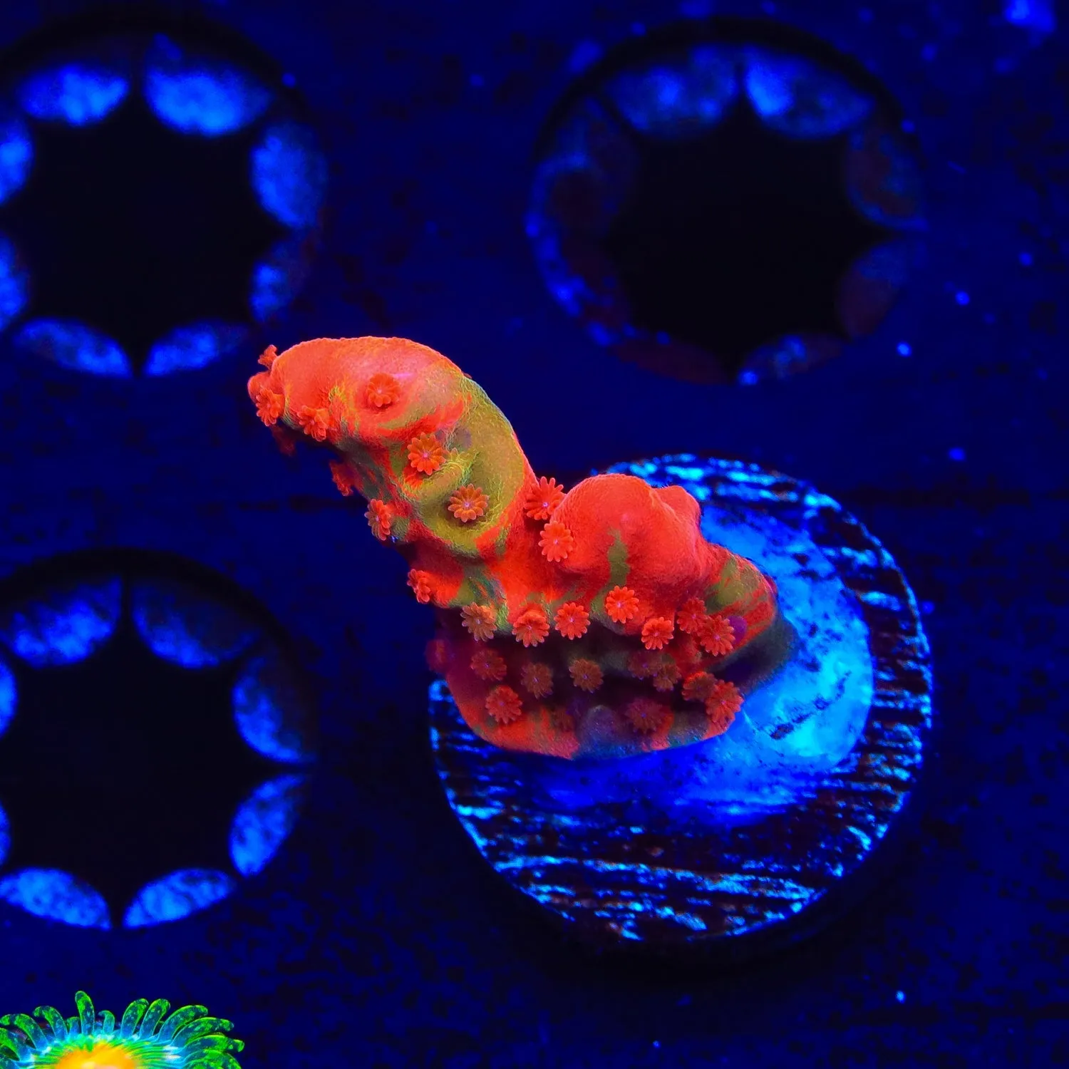 TSA Tequila Sunrise Grafted Setosa Montipora Coral