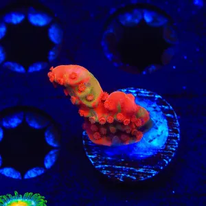 TSA Tequila Sunrise Grafted Setosa Montipora Coral