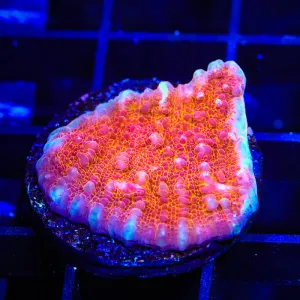 TSA Wild Fire Chalice Coral