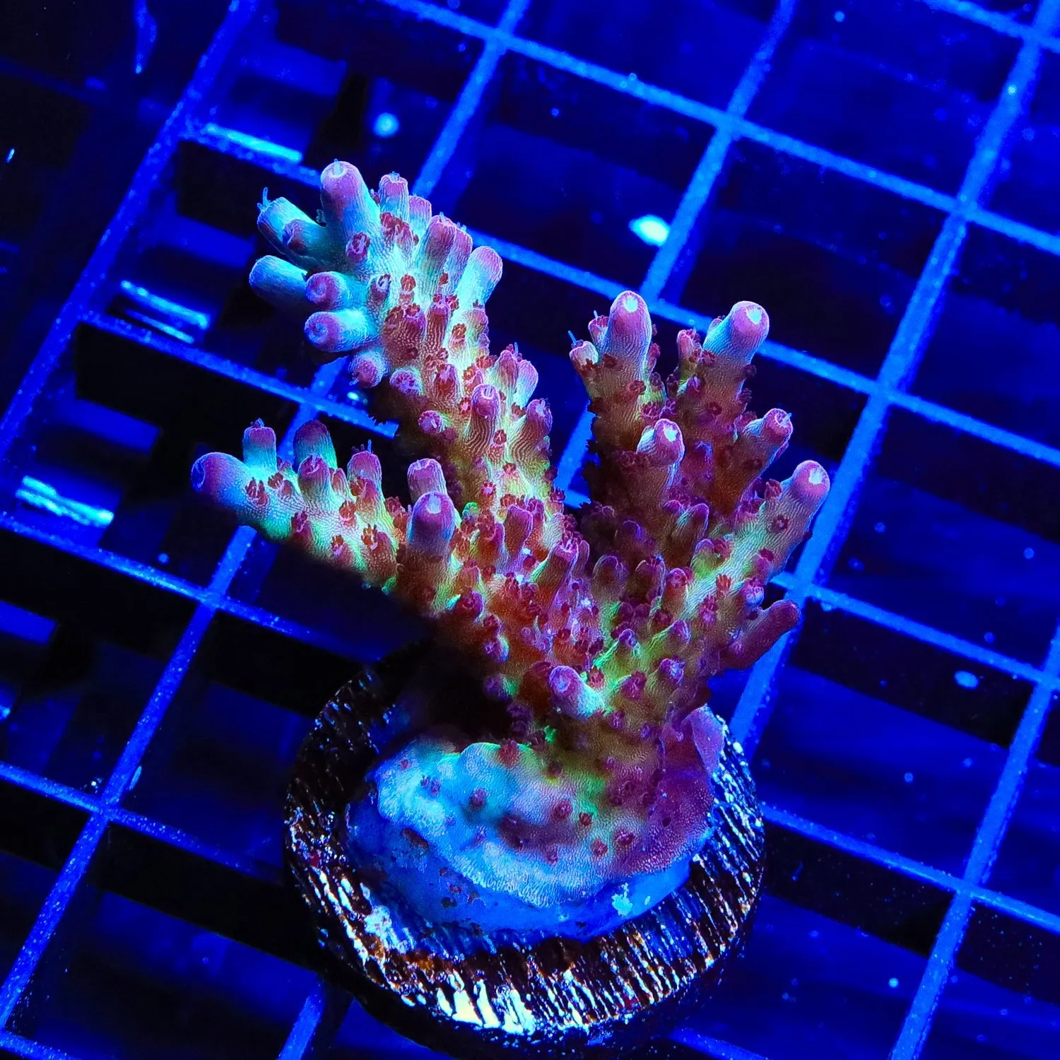 Vivids Rainbow Delight Acropora Coral