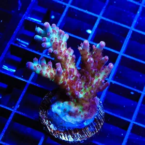 Vivids Rainbow Delight Acropora Coral