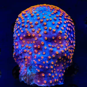 WWC Bizarro Skull 3" Cyphastrea Coral