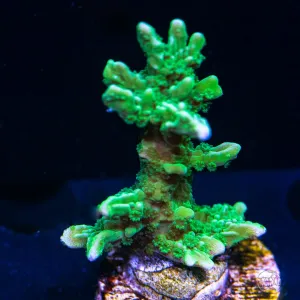 WWC Green Apple Hirsuta Montipora Coral